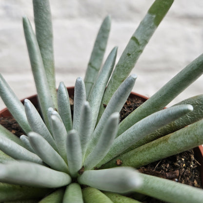 Caputia scaposa (Woolly Senecio)