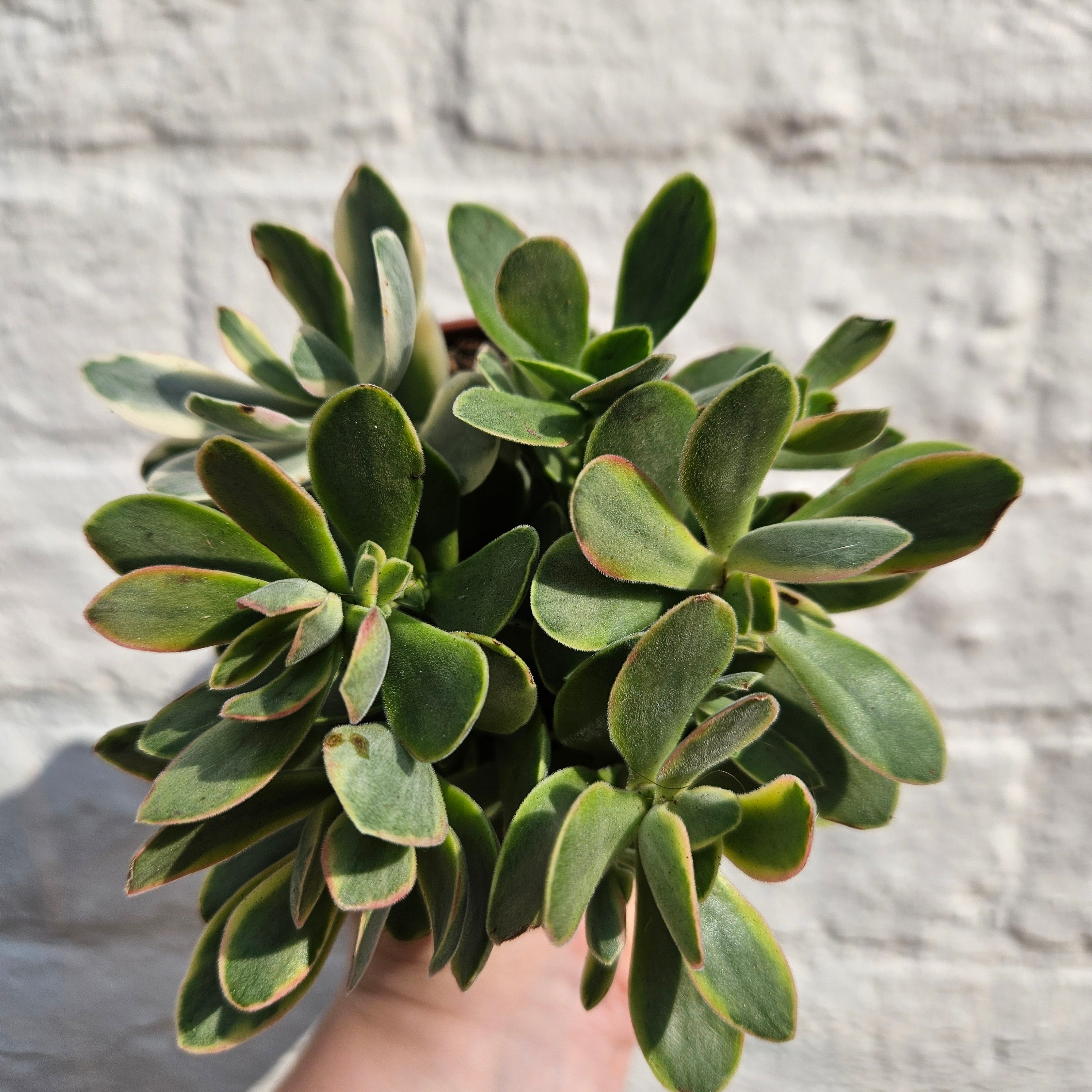 Crassula swaziensis ‘Variegata’ (Jade Plant)