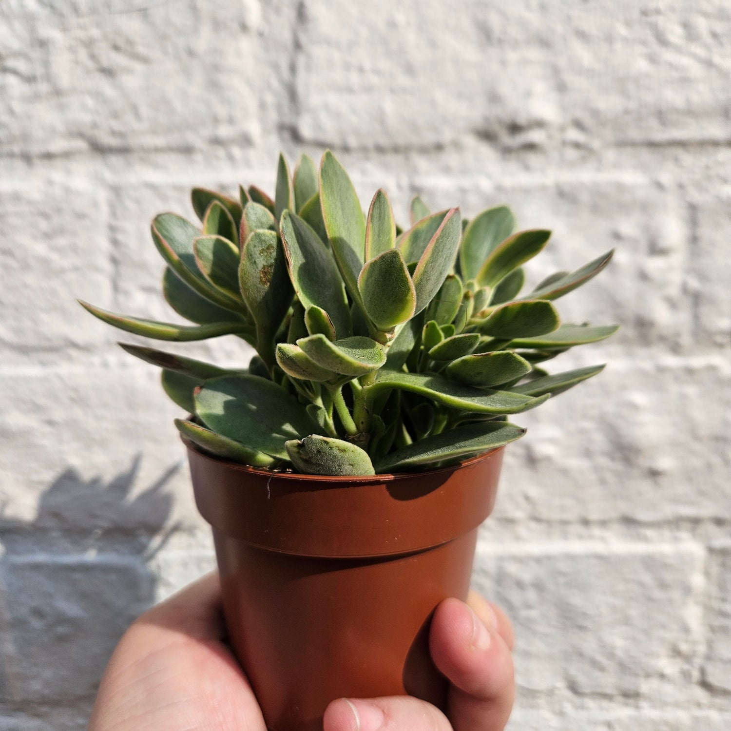 Crassula swaziensis ‘Variegata’ (Jade Plant)