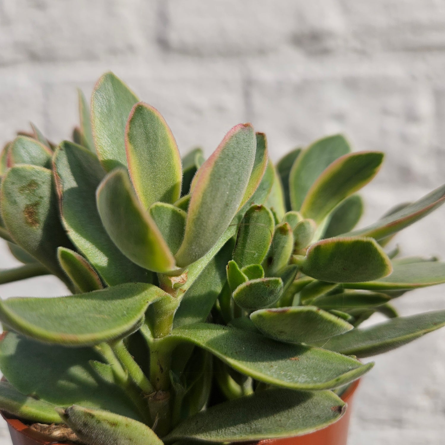 Crassula swaziensis ‘Variegata’ (Jade Plant)