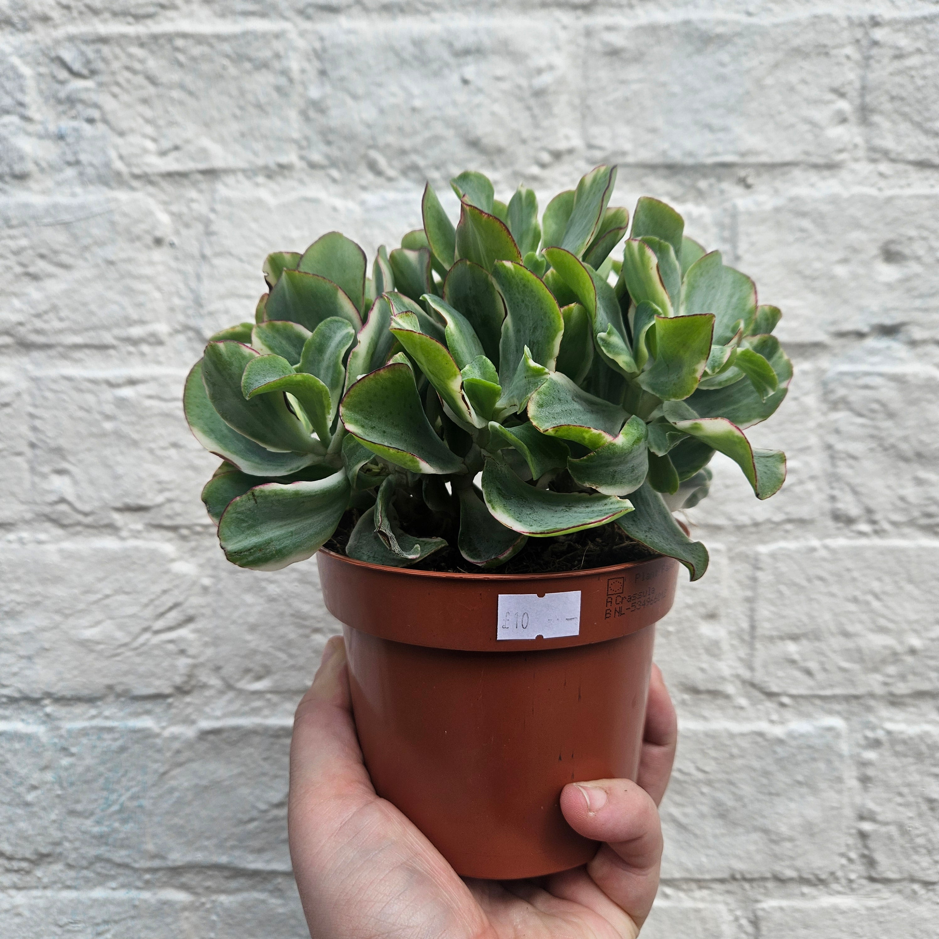 Crassula &