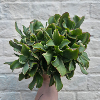 Crassula &