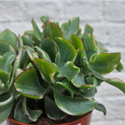 Crassula &