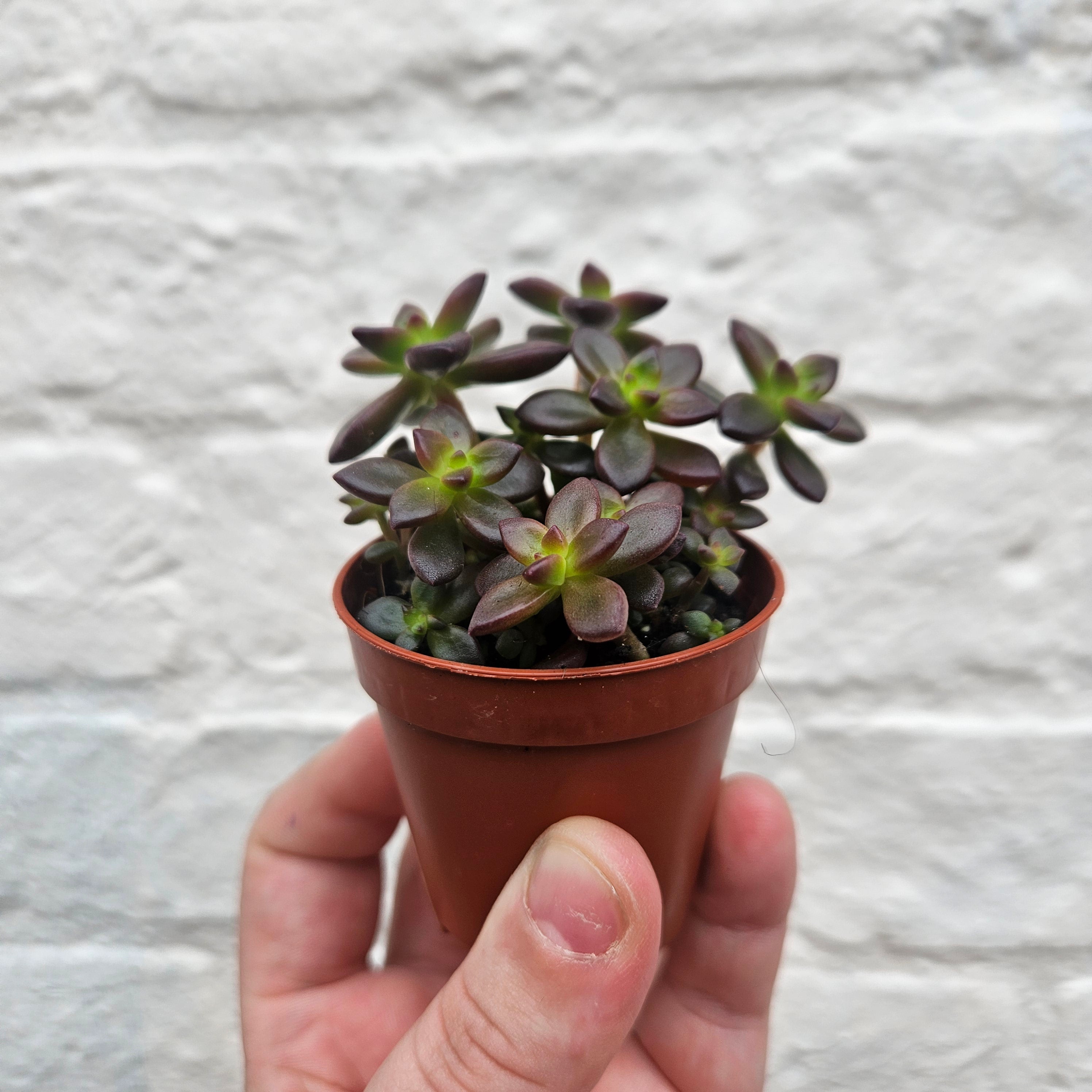 Echeveria Compressicaulis (Succulent)