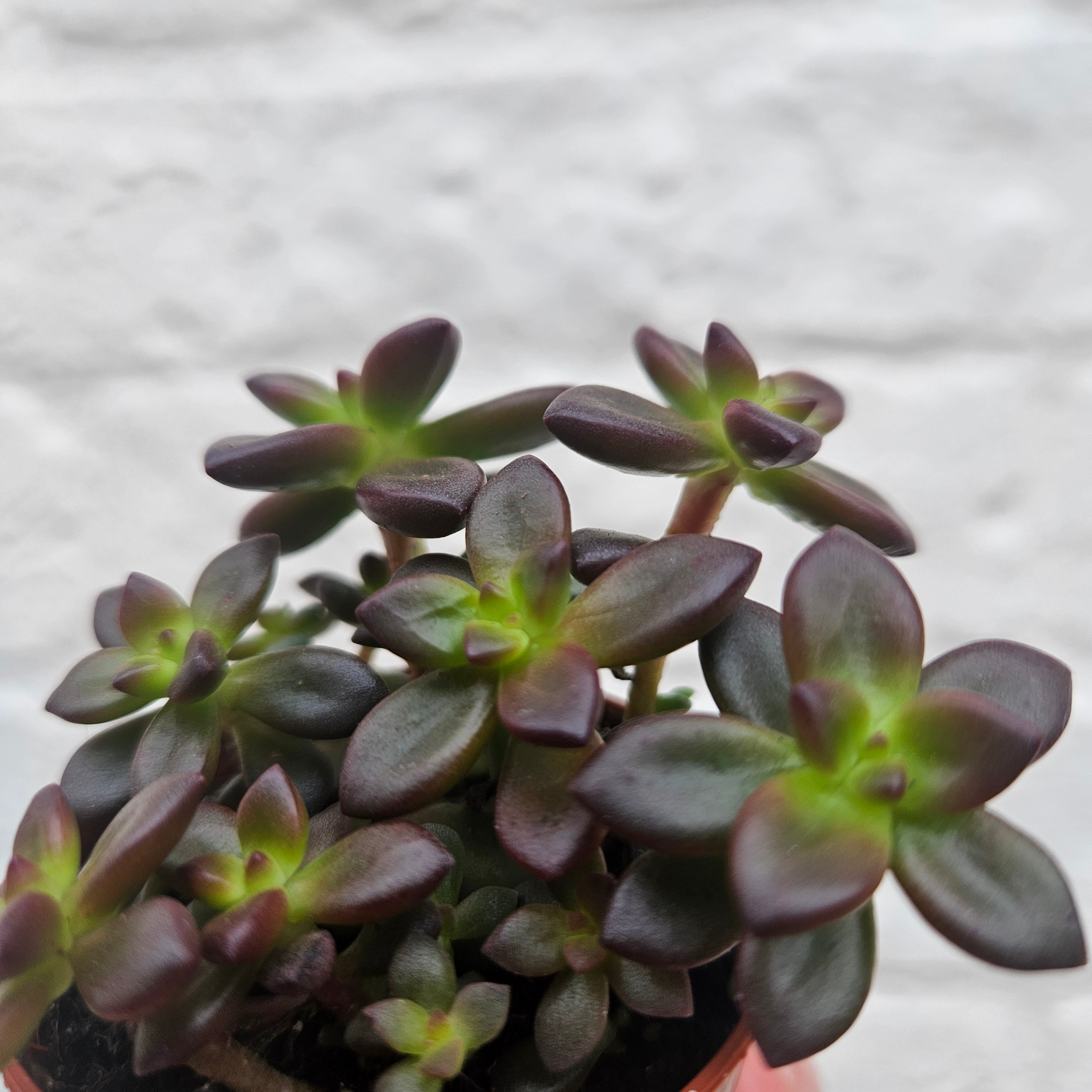 Echeveria Compressicaulis (Succulent)