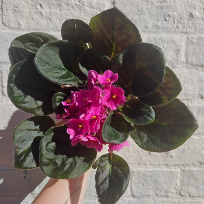 Saintpaulia ionatha (African violet)