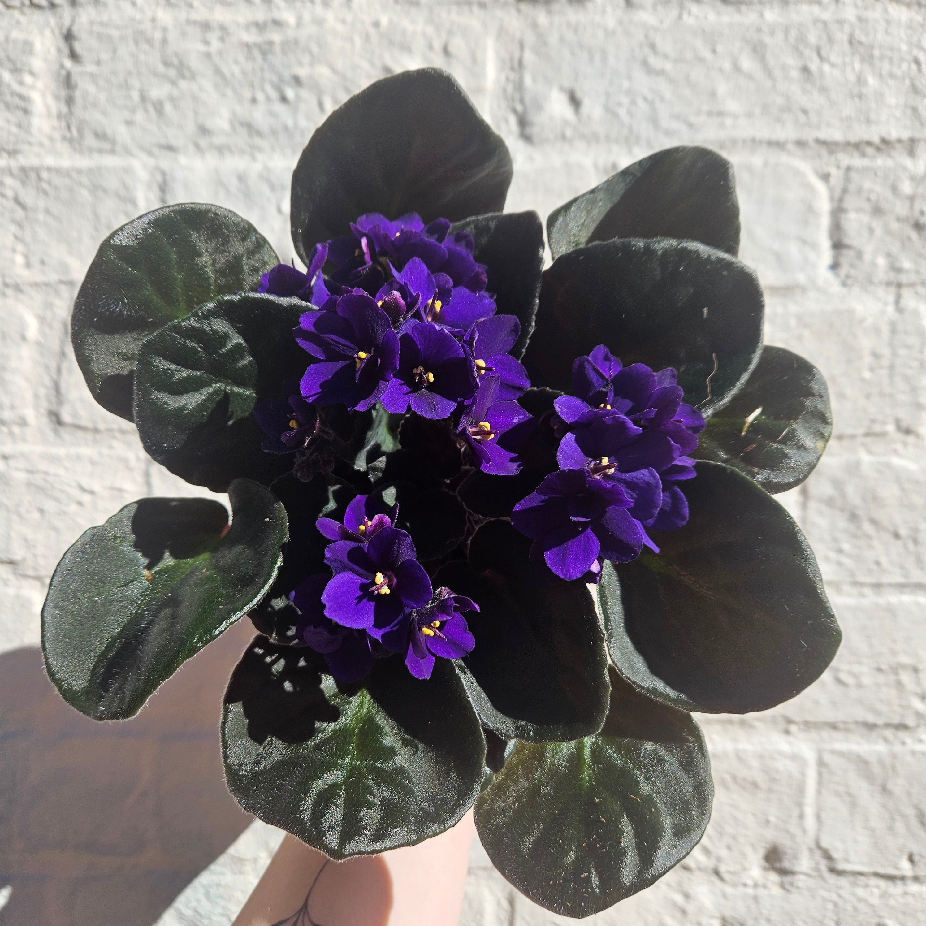 Saintpaulia ionatha (African violet)