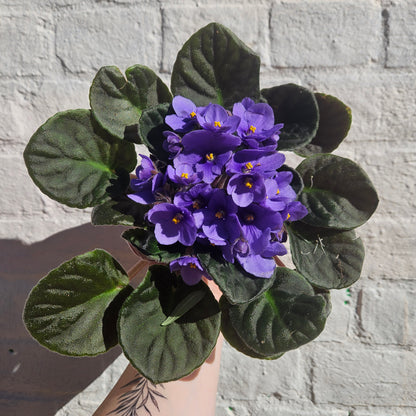 Saintpaulia ionatha (African violet)