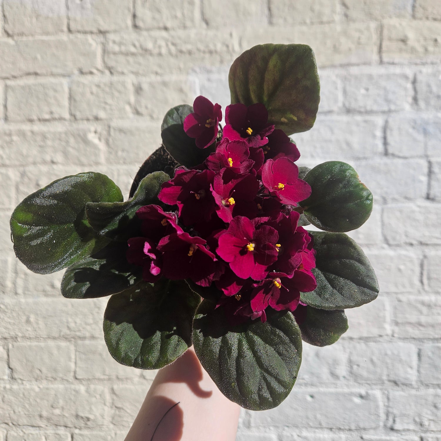 Saintpaulia ionatha (African violet)