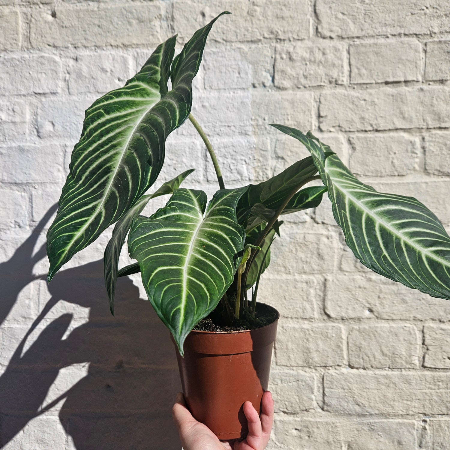 Xanthosoma lindenii syn. Caladium lindenii (Angel Wing)