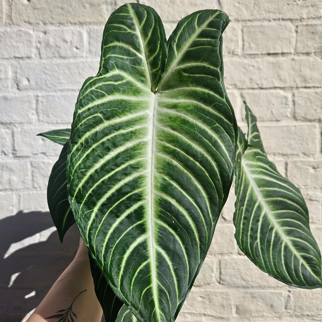 Xanthosoma lindenii syn. Caladium lindenii (Angel Wing)