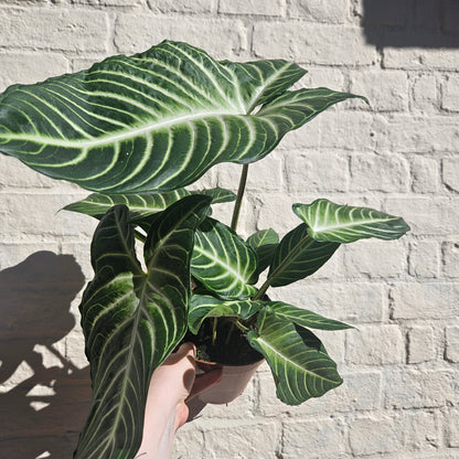 Xanthosoma lindenii syn. Caladium lindenii (Angel Wing)