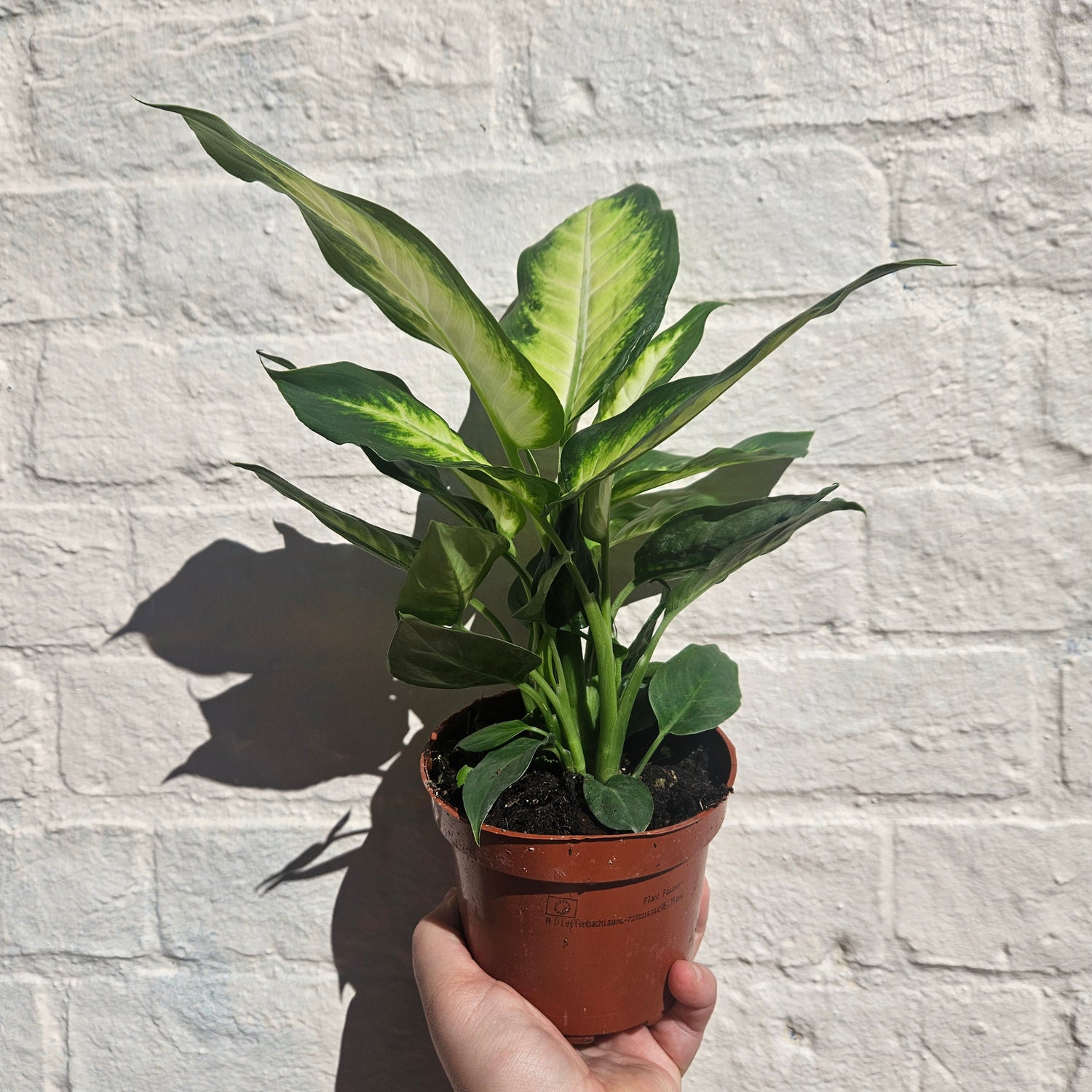 Dieffenbachia (Dumb Cane)