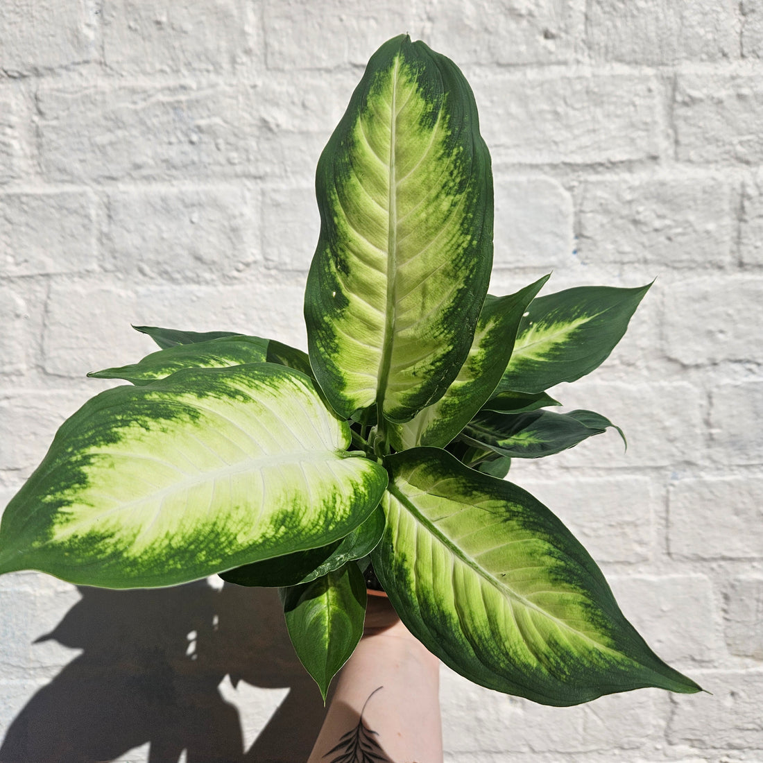 Dieffenbachia (Dumb Cane)