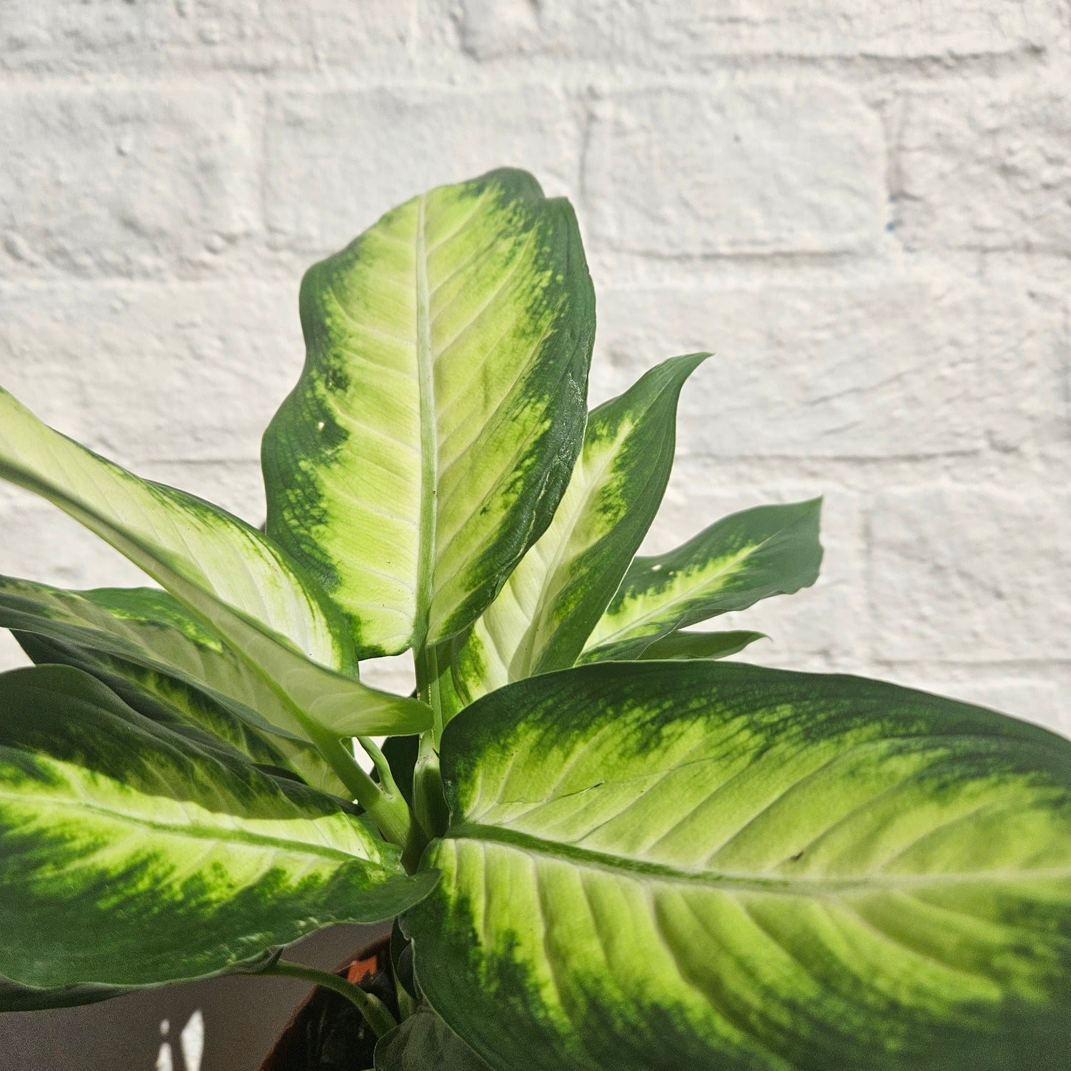 Dieffenbachia (Dumb Cane)