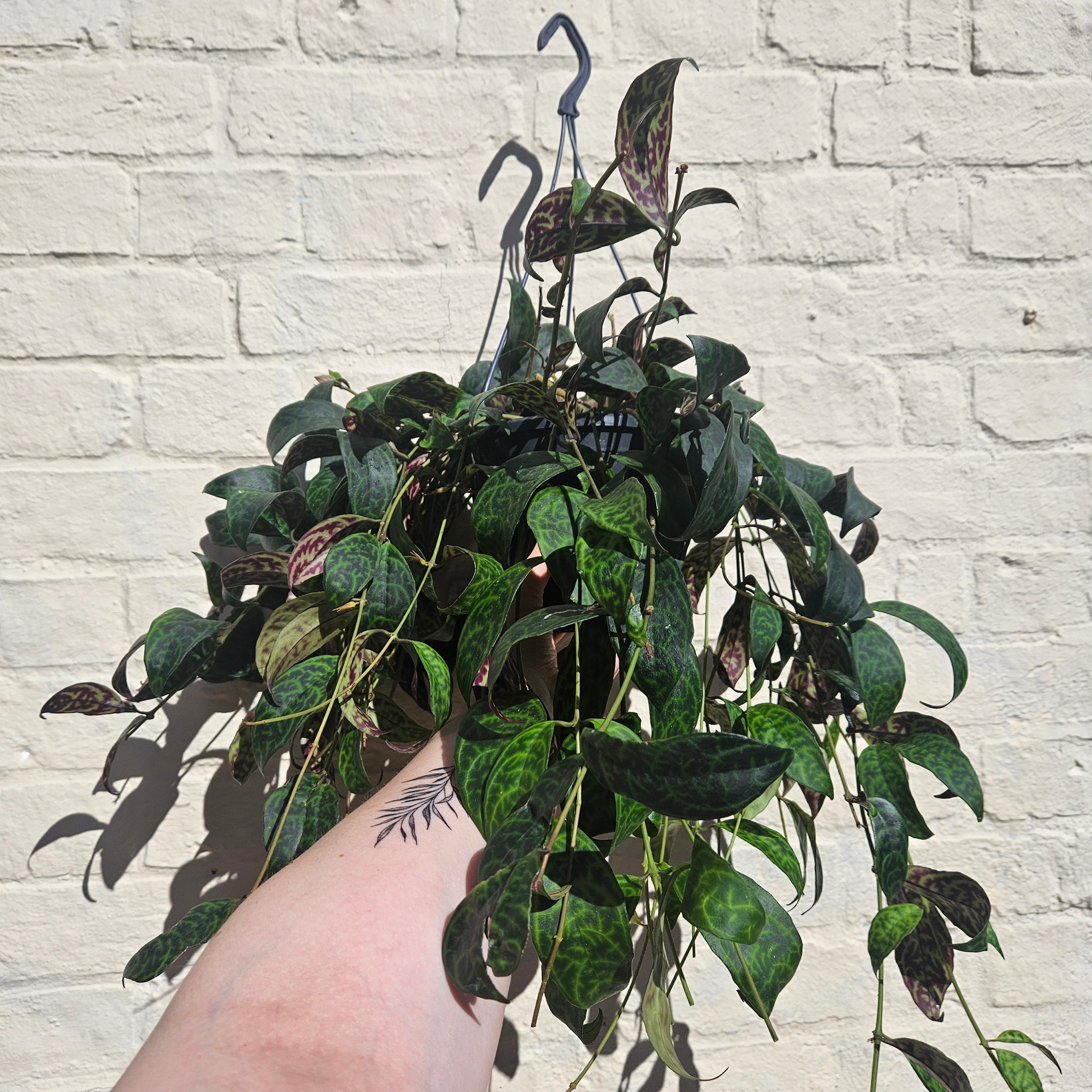 Aeschynanthus marmoratus (Zebra Vine/ Lipstick plant)