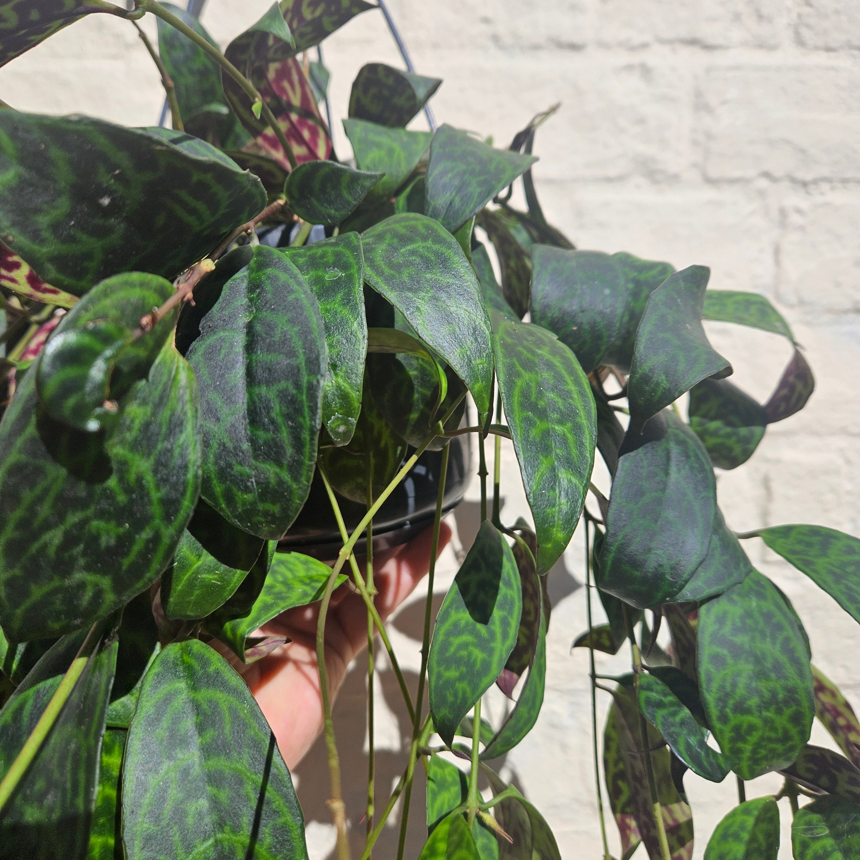 Aeschynanthus marmoratus (Zebra Vine/ Lipstick plant)