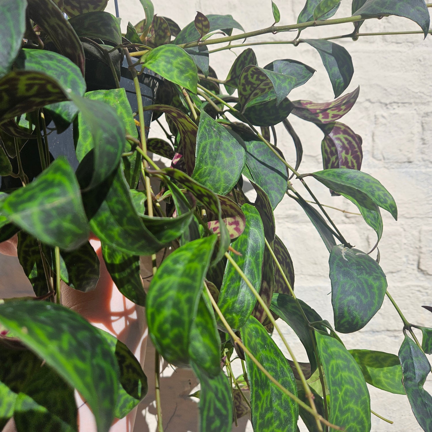 Aeschynanthus marmoratus (Zebra Vine/ Lipstick plant)