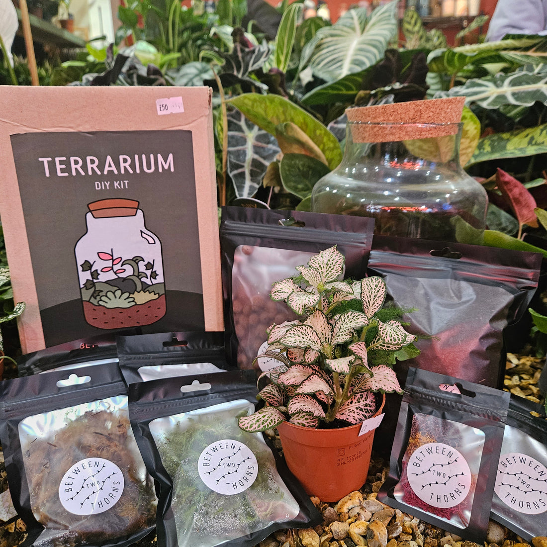 DIY Closed Terrarium Kit