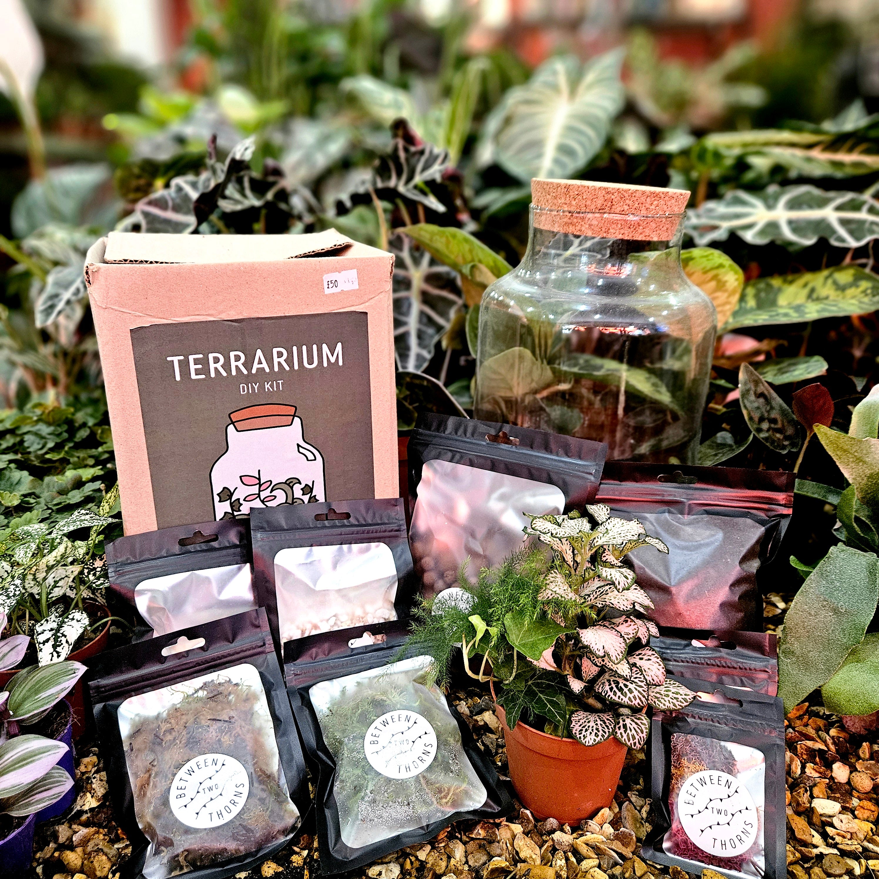 DIY Closed Terrarium Kit