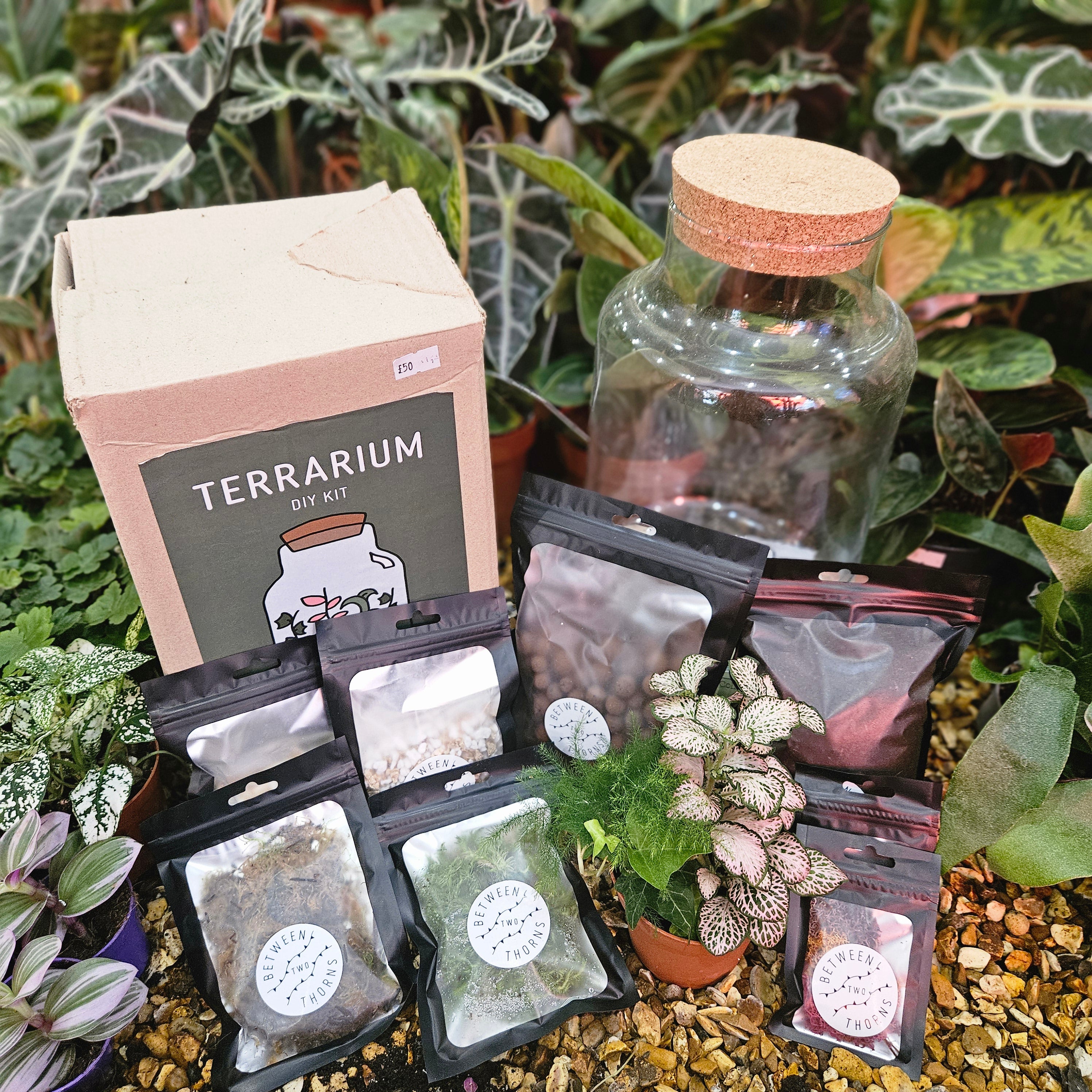 DIY Closed Terrarium Kit