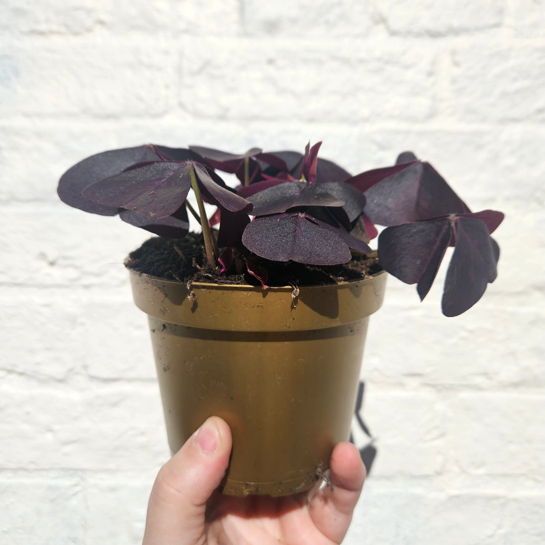 Oxalis triangularis (False Shamrock / purple plant)