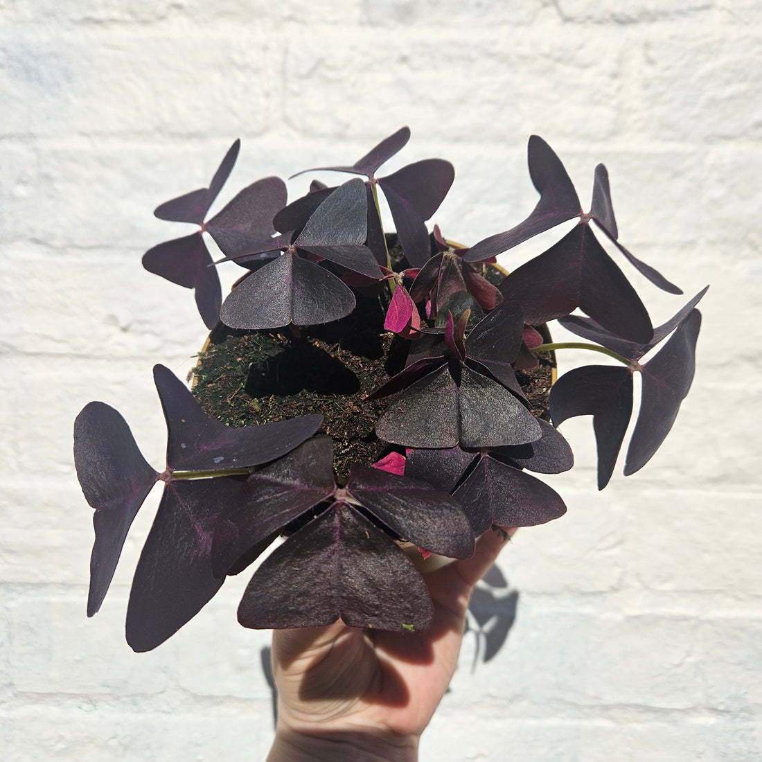 Oxalis triangularis (False Shamrock / purple plant)