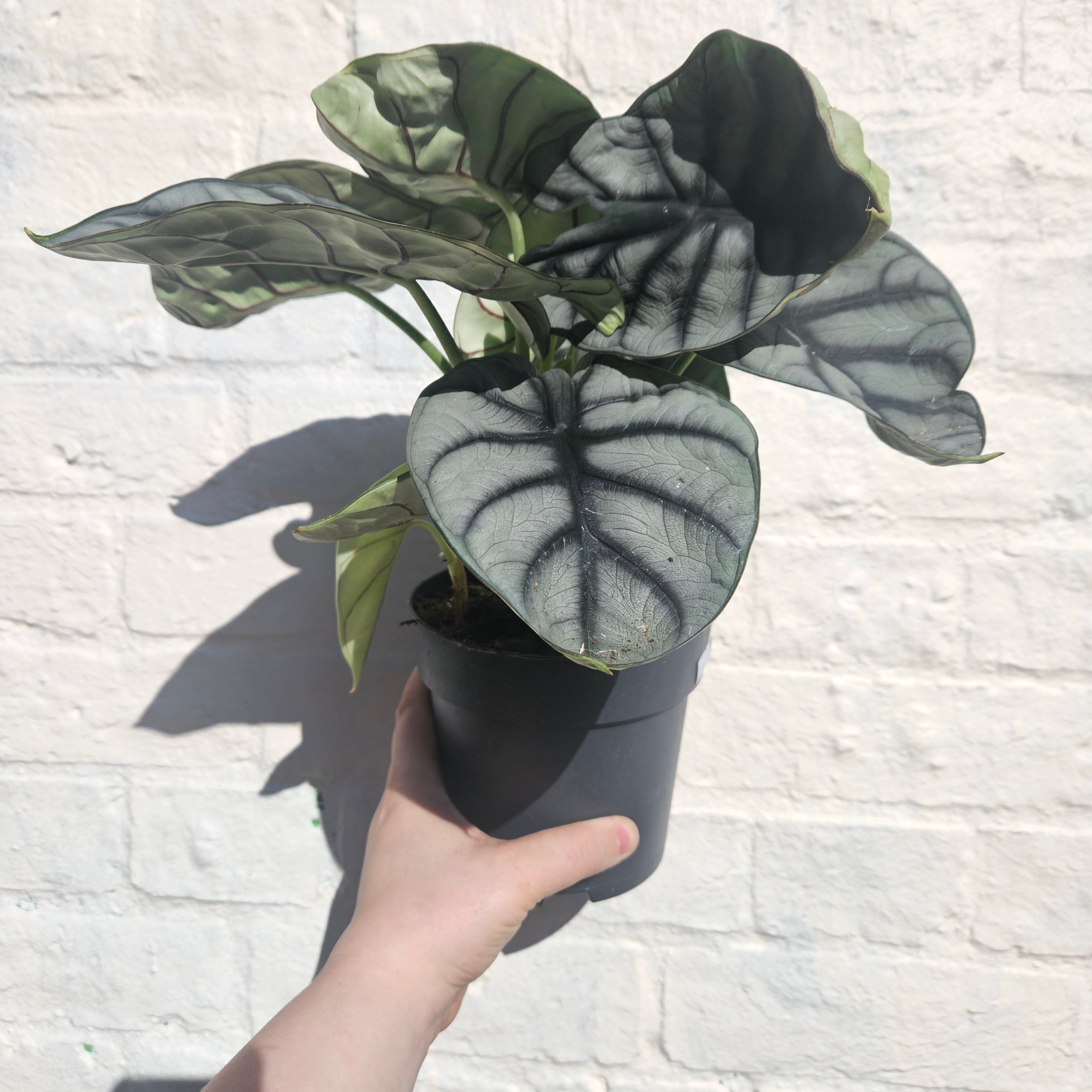 Alocasia baginda &