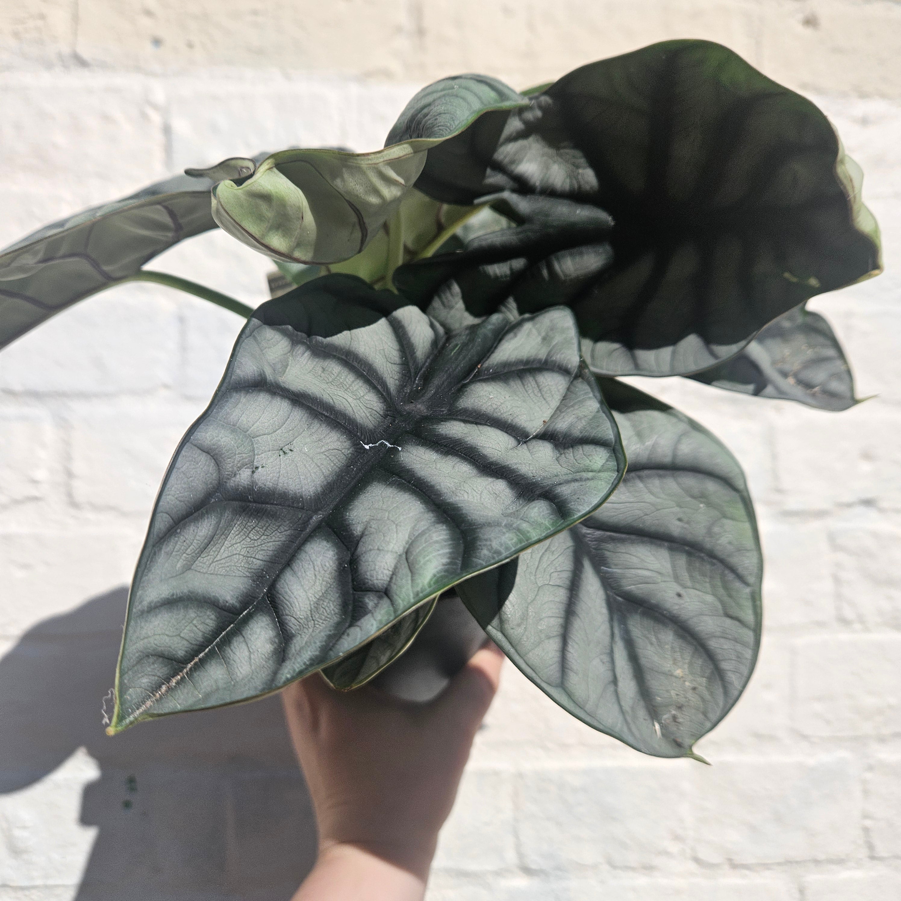 Alocasia baginda &