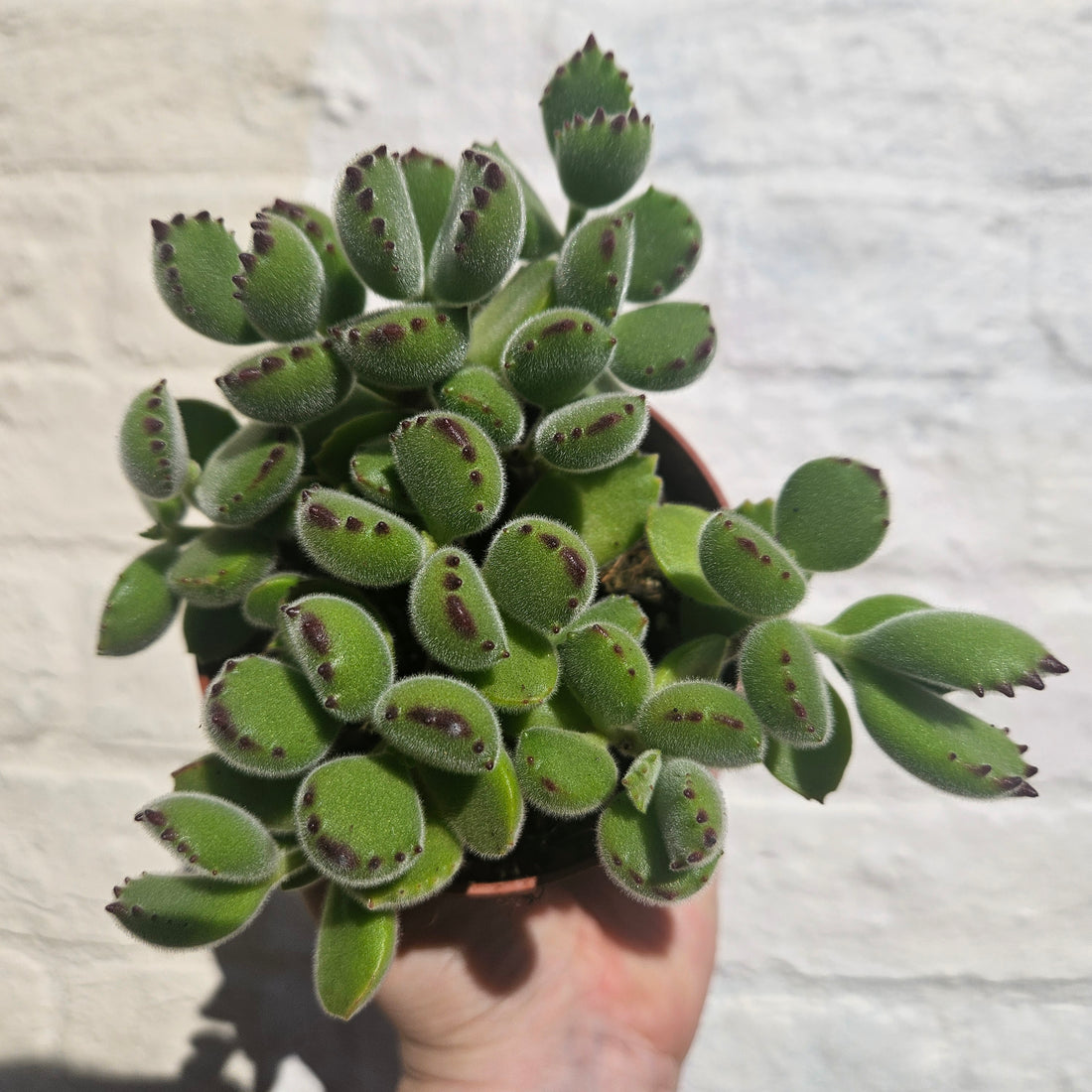 Cotyledon tomentosa &