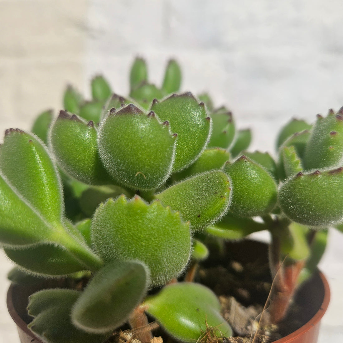 Cotyledon tomentosa &