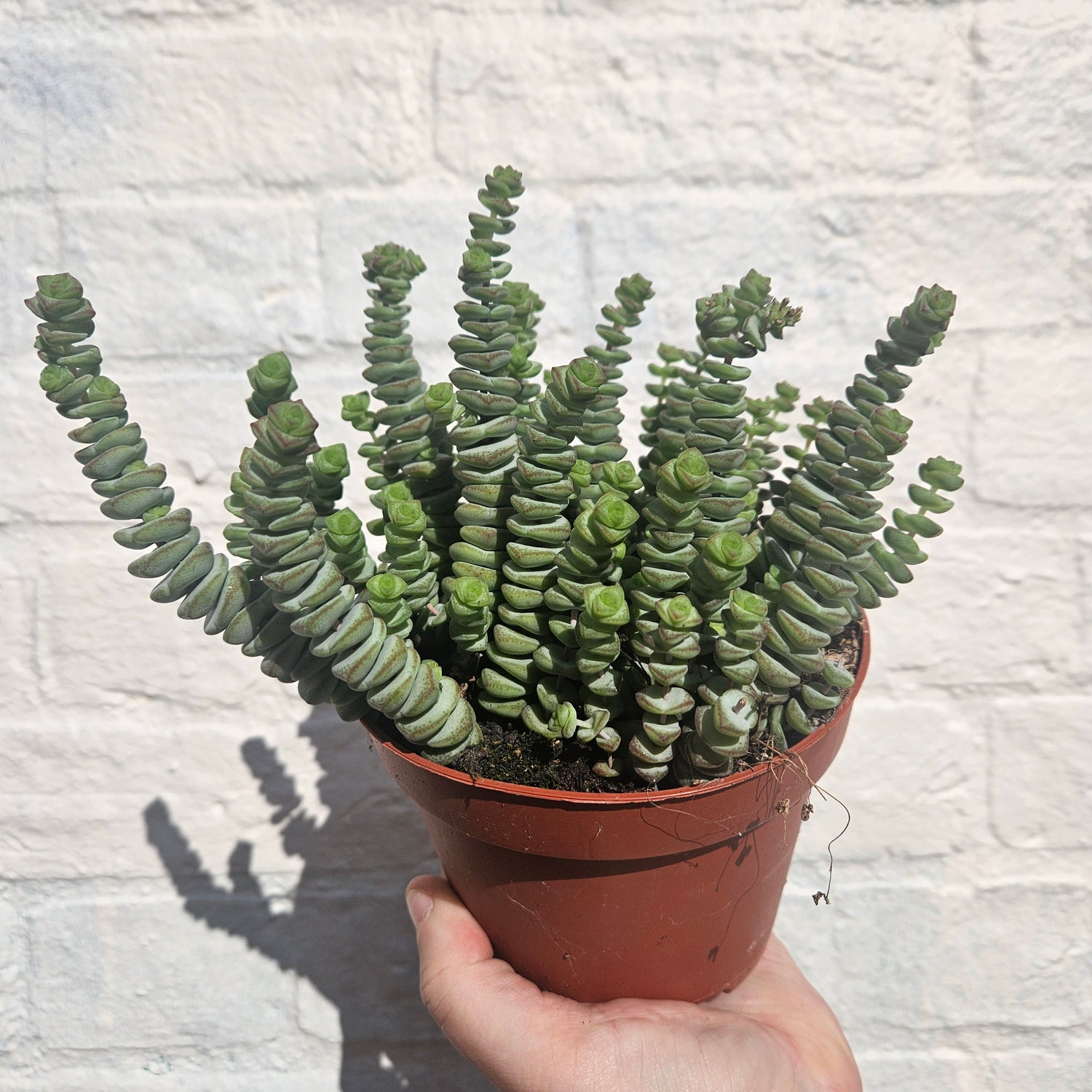 Crassula marnieriana (Jade Necklace Plant)