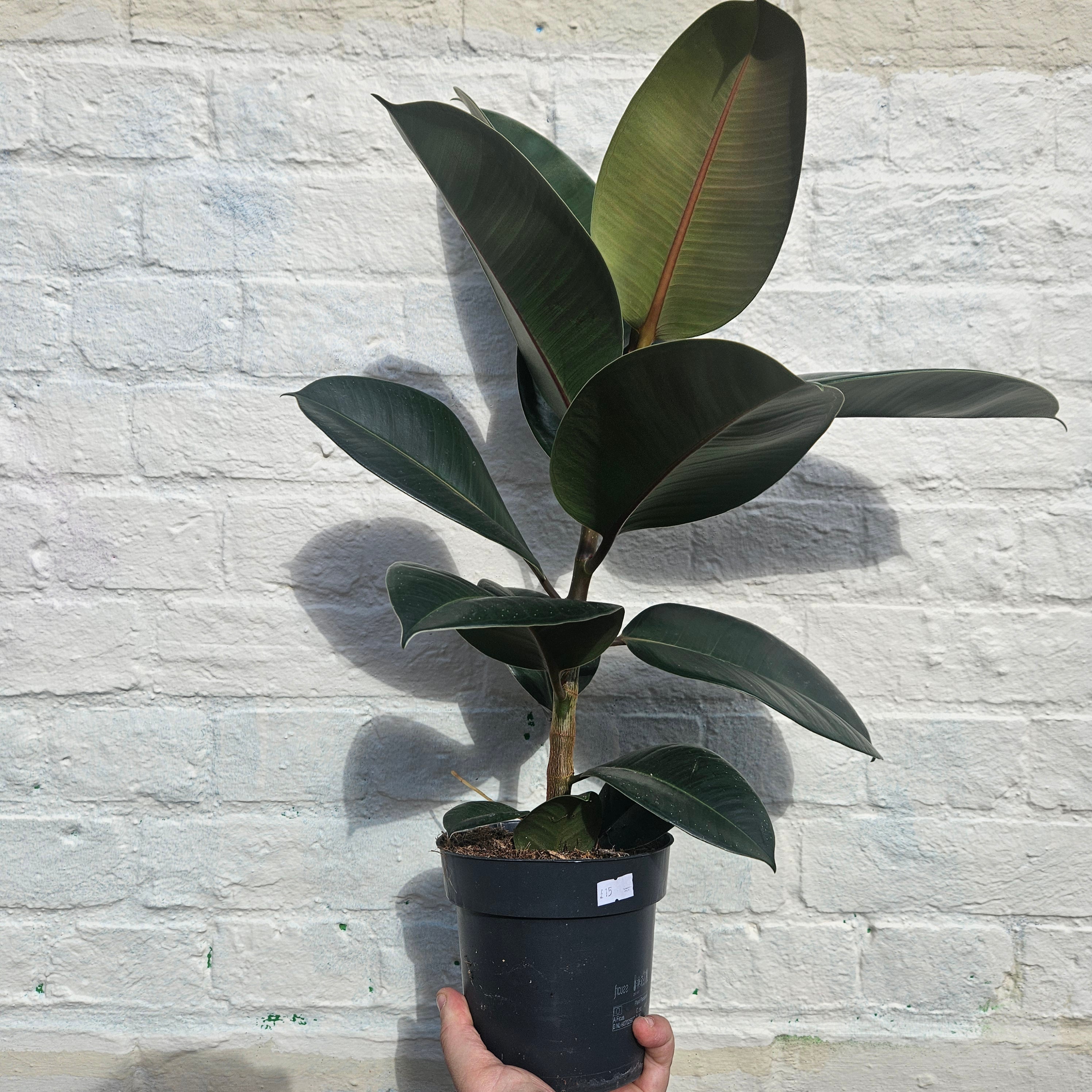 Ficus elastica (Rubber Plant) -4 varieties available