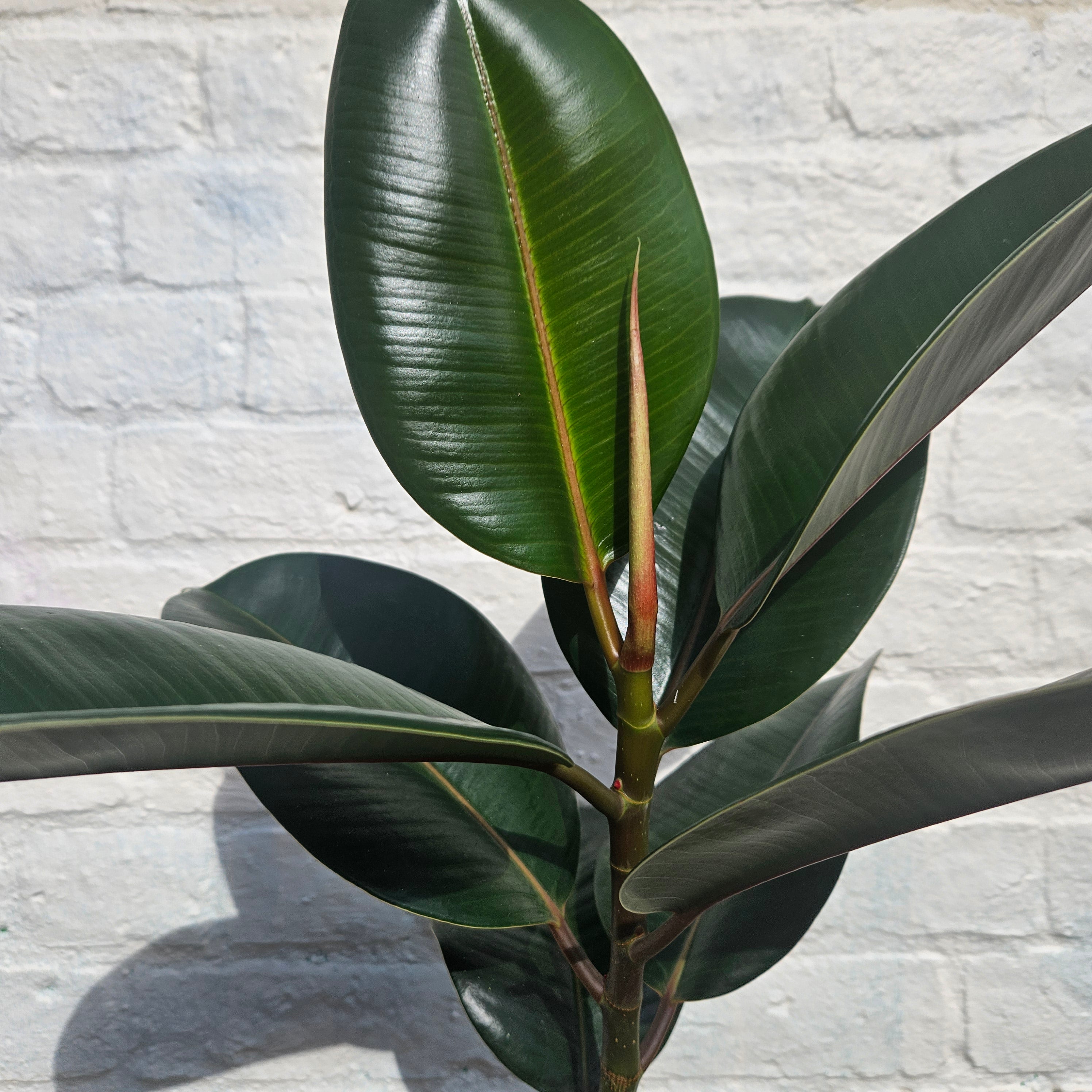 Ficus elastica (Rubber Plant) -4 varieties available