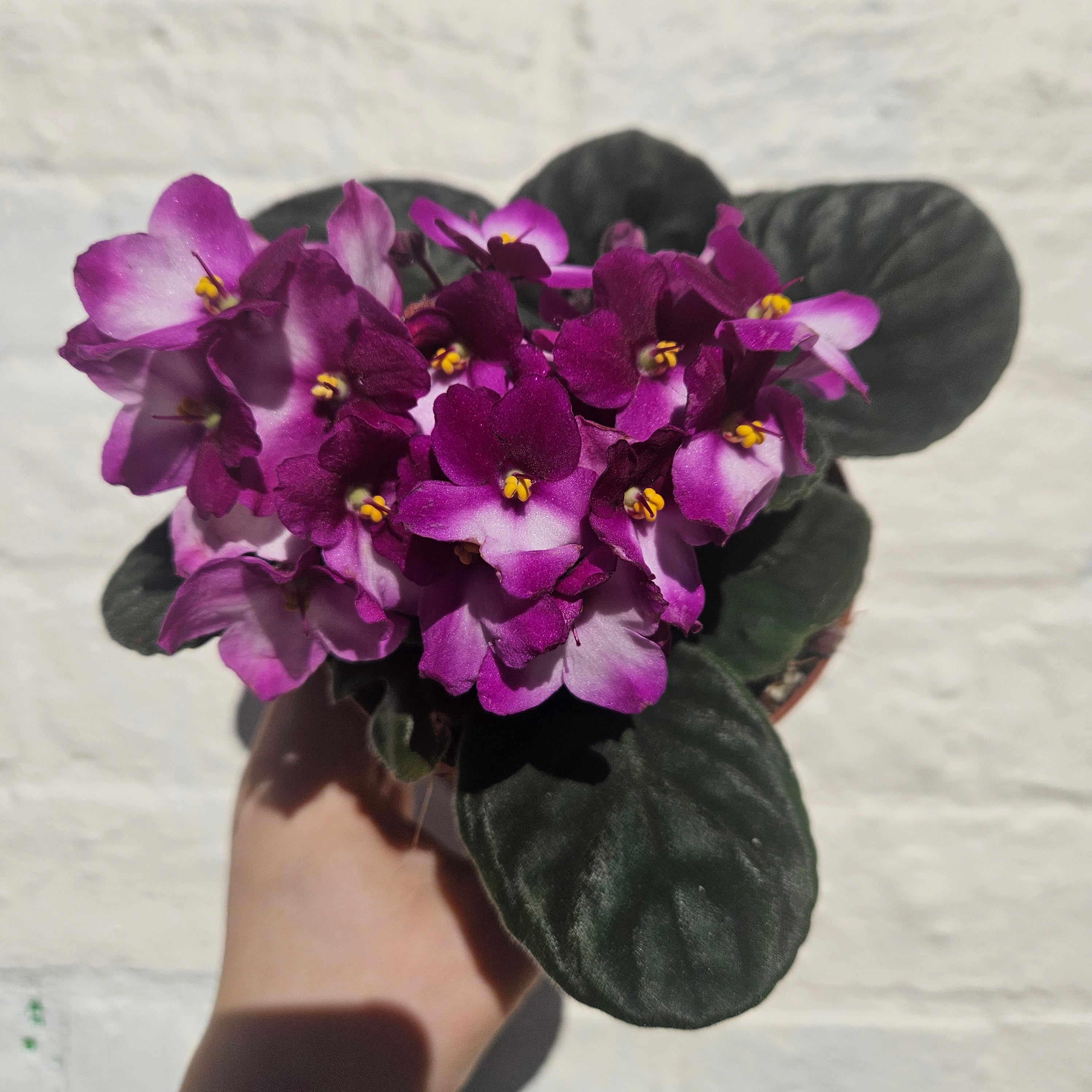 Saintpaulia ionatha (African violet)