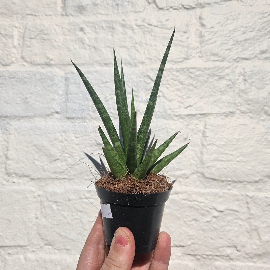 Sanseveria cylindrica &