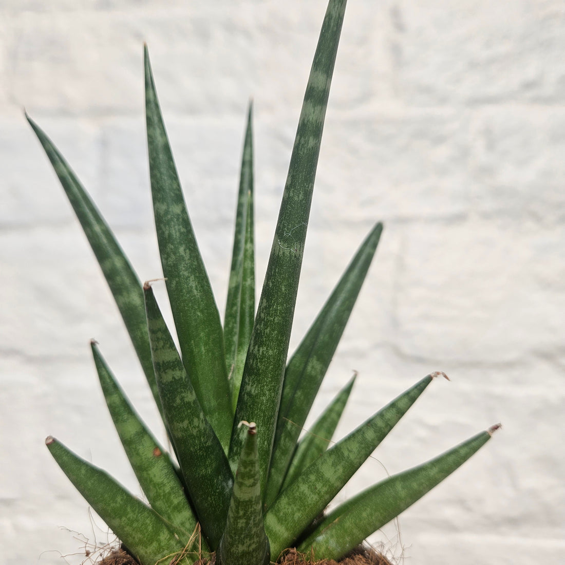 Sanseveria cylindrica &