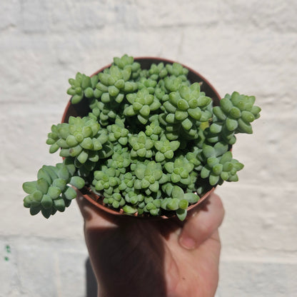 Sedum morganianum &