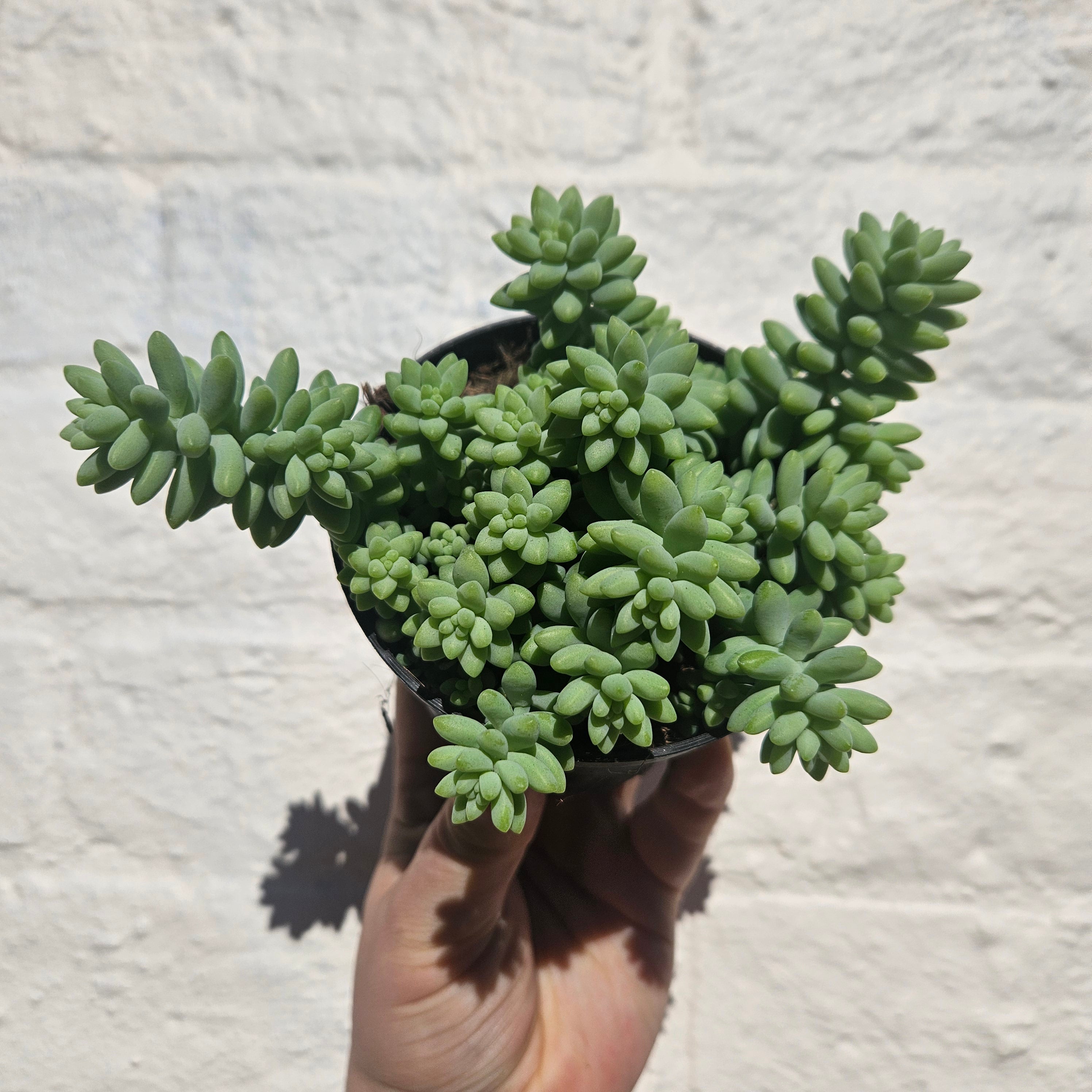 Sedum morganianum &