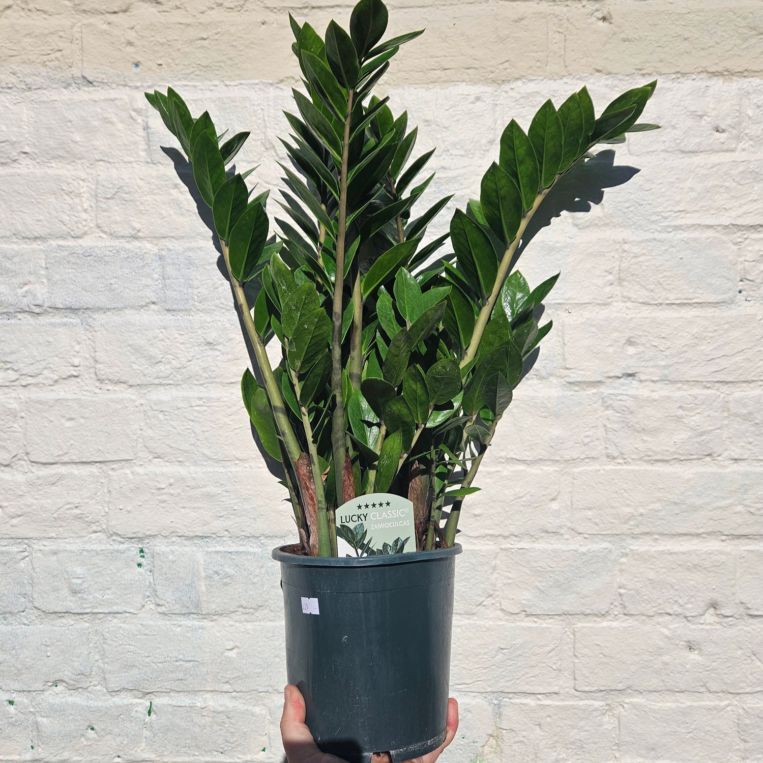 Zamioculcas zamiifolia (ZZ Plant)- Various sizes