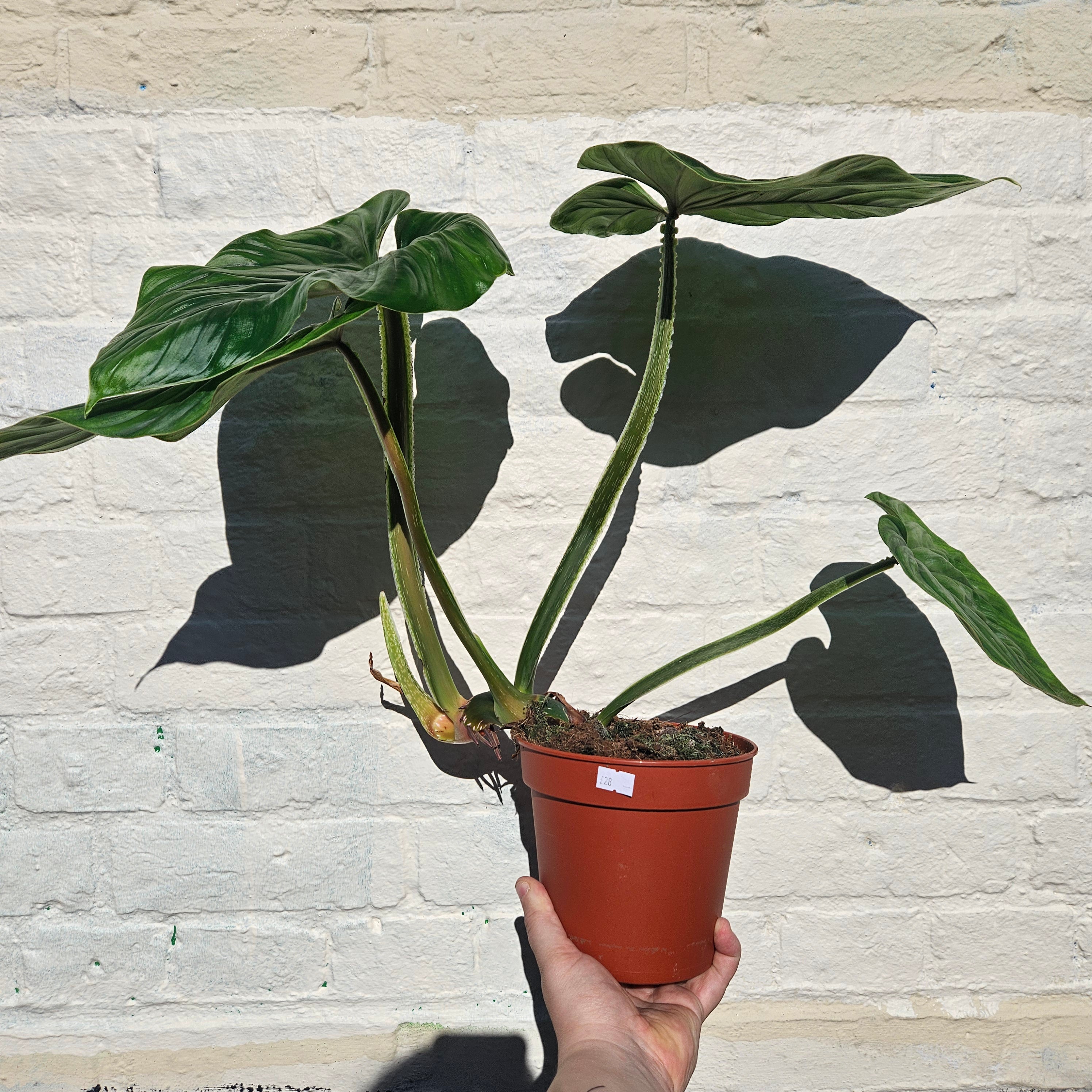 Cheapest Philodendron Plowmanii Plant House - Plants