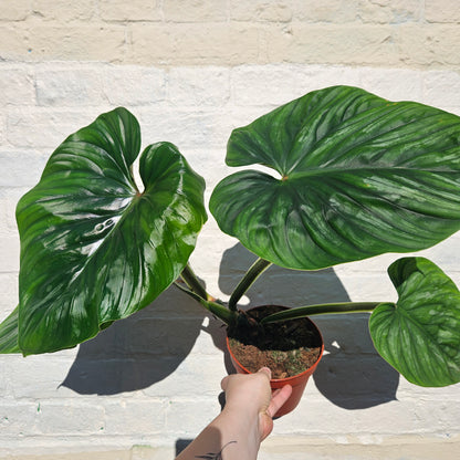 Philodendron plowmanii (Philodendron)