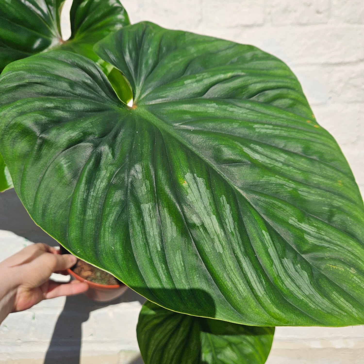 Philodendron plowmanii (Philodendron)