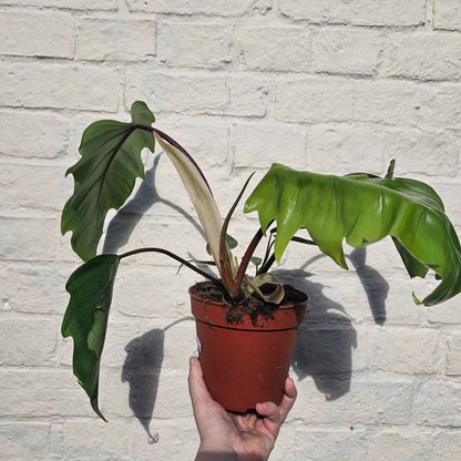 Philodendron mayoi (Tahiti philodendron)