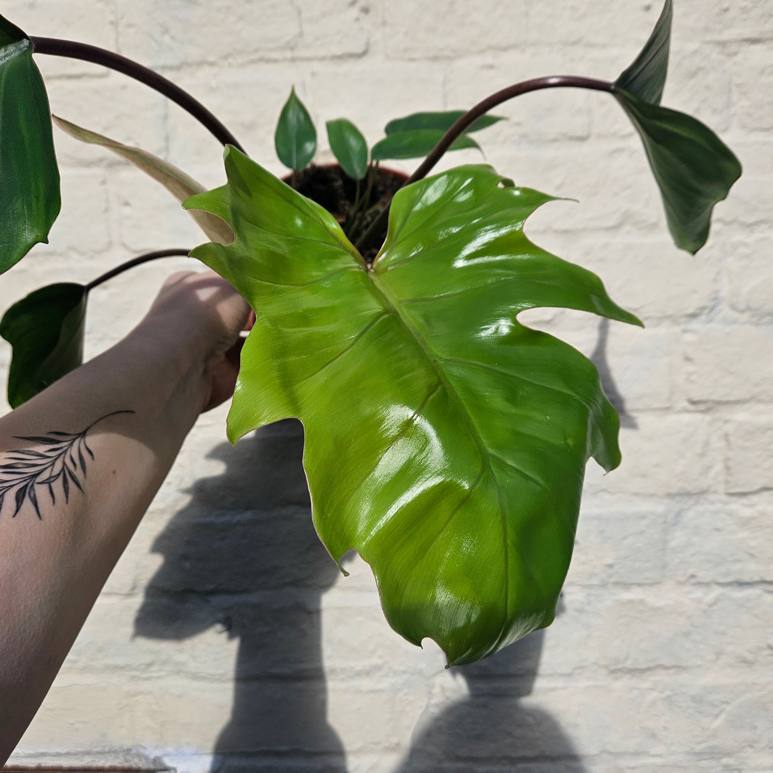 Philodendron mayoi (Tahiti philodendron)