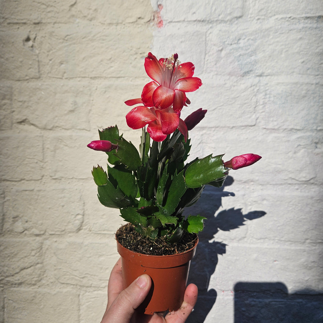 Schlumbergera truncata &