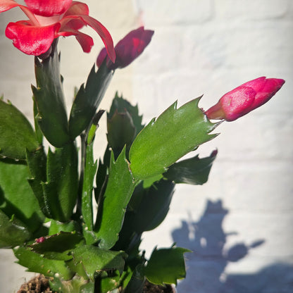 Schlumbergera truncata &