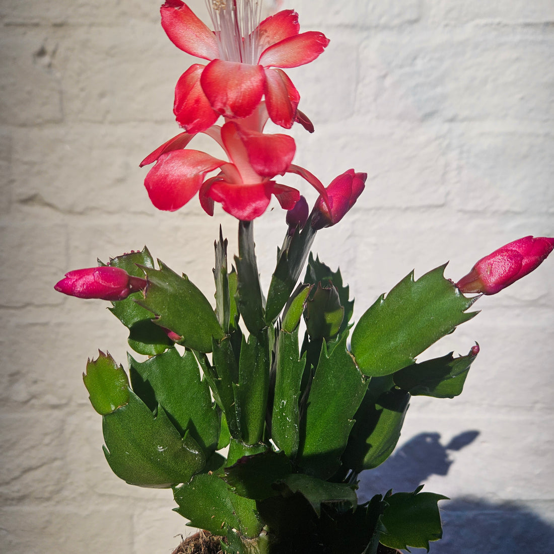 Schlumbergera truncata &