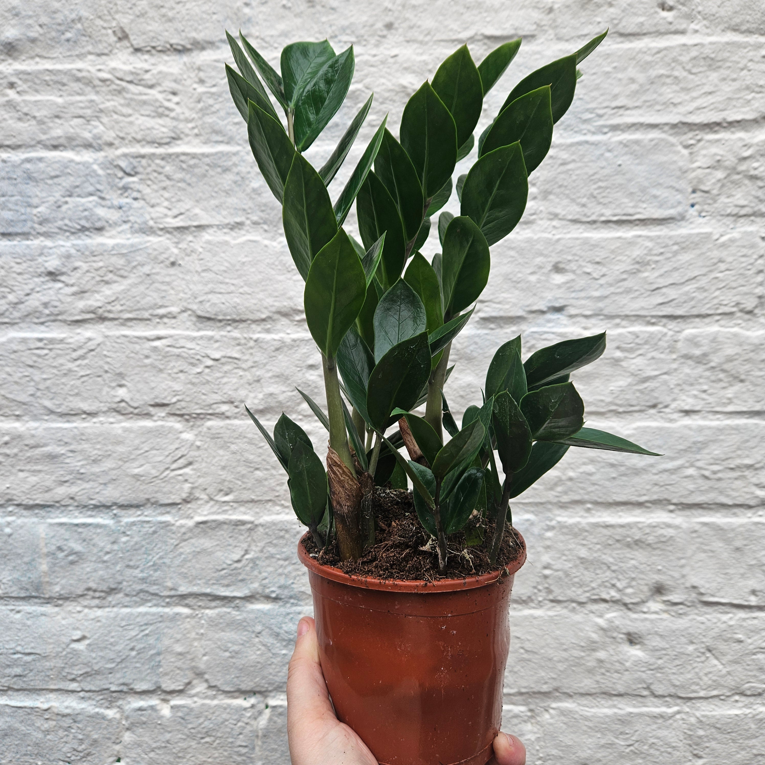 Zamioculcas zamiifolia (ZZ Plant)- Various sizes