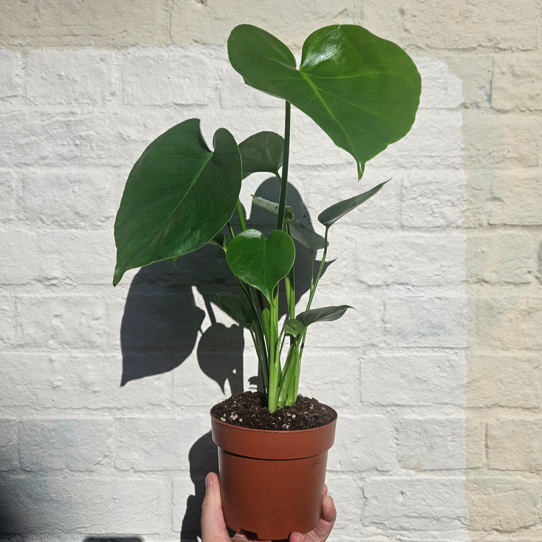 Monstera deliciosa &